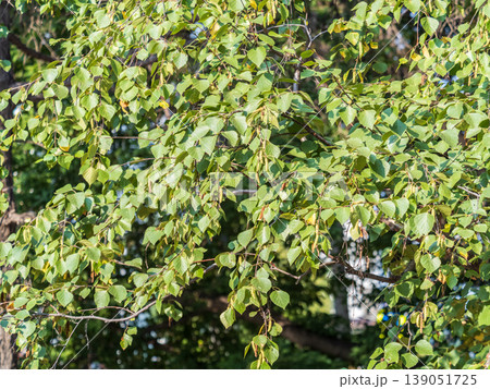 Birch branches with fresh green leaves and seeds. Birch tree branch, Betula pendula. Birch branches with fresh green leaves and seeds. Birch tree branch, Betula pendula. 139051725