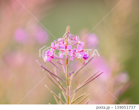 Flowers of Fireweed, Chamaenerion angostifolium on a sunny summer day 139051737