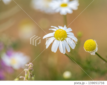 White and yellow daisy flowers on a green blurred background. 139051738