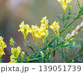 Linaria vulgaris common toadflax yellow wild flowers flowering on the meadow, small plants in bloom in the green grass 139051739