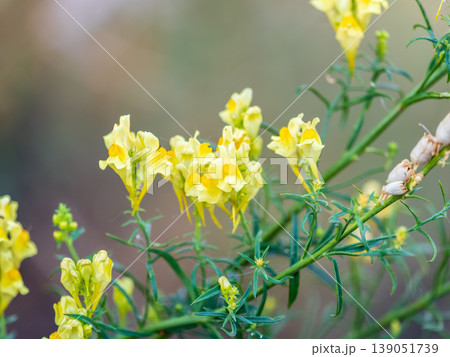 Linaria vulgaris common toadflax yellow wild flowers flowering on the meadow, small plants in bloom in the green grass Linaria vulgaris common toadflax yellow wild flowers flowering on the meadow, small plants in bloom in the green grass 139051739