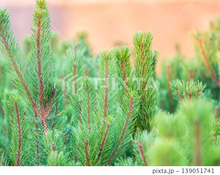 Green small pine trees with fresh shoots in spring or summer Green small pine trees with fresh shoots in spring or summer 139051741