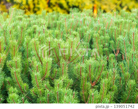 Green small pine trees with fresh shoots in spring or summer Green small pine trees with fresh shoots in spring or summer 139051742