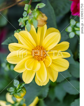 A wonderful Yellow dahlia flower is blooming in the garden. 139051750