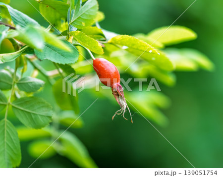 Unripe rose hips plant growing outdoors in the garden. Unripe rose hips plant growing outdoors in the garden. 139051754