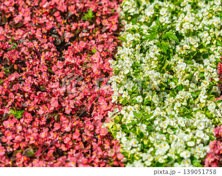 Landscape background with bright red flower beds blossoming against green tall grass Landscape background with bright red flower beds blossoming against green tall grass 139051758
