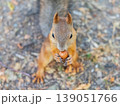 Autumn squirrel with nut sits on green grass with fallen yellow leaves 139051766