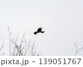 The bird of prey Black Kite flying in blue Sky 139051767