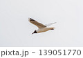 Beautiful Black Headed Gull, in elegant flight over blue water 139051770