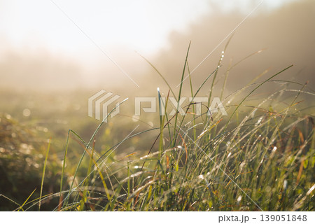 Grass in dew in the morning with blurred misty background. Calm foggy morning on the valley, beautiful nature Grass in dew in the morning with blurred misty background. Calm foggy morning on the valley, beautiful nature 139051848