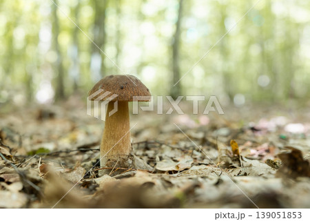 Close up of porcini mushroom growing in forest. Autumn photo of white mushroom in foliage Close up of porcini mushroom growing in forest. Autumn photo of white mushroom in foliage 139051853
