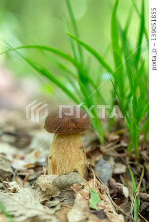 Small porcini mushroom growing in foliage near green grass. Harvest of wild mushrooms in forest Small porcini mushroom growing in foliage near green grass. Harvest of wild mushrooms in forest 139051855
