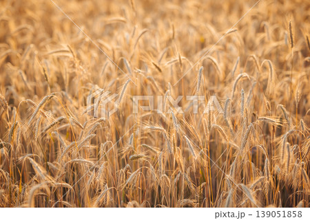 Bright ripe wheat in the field. Gold spikelets of bread against setting sun, agricultural field ready for harvest 139051858