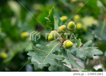 Close up of acorns on oak tree. Green acorns growing on the tree, big harvest of acorns Close up of acorns on oak tree. Green acorns growing on the tree, big harvest of acorns 139051861