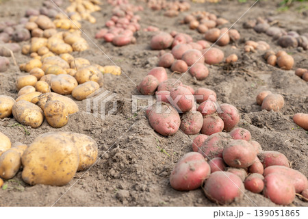 Rows of fresh digged out the ground potato in the garden. Harvest of potato on private garden 139051865