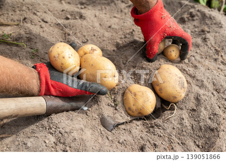 Man harvesting potato. Digging potato, private garden, grow potato by yourself 139051866
