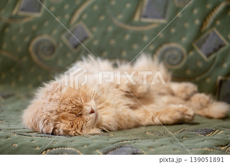 Light red cat sleeping on green sofa, close up. Purebred fold cat resting in the house, cute pet indoors Light red cat sleeping on green sofa, close up. Purebred fold cat resting in the house, cute pet indoors 139051891