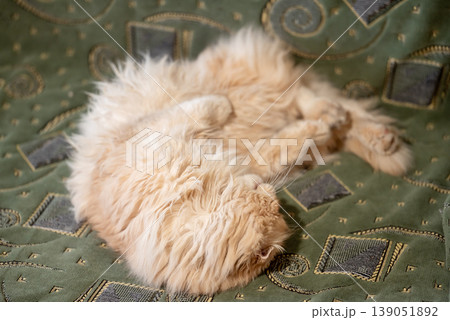 Cute light red cat laying on the sofa, close up. House pet having fun and rest, long-haired cat showing his belly Cute light red cat laying on the sofa, close up. House pet having fun and rest, long-haired cat showing his belly 139051892