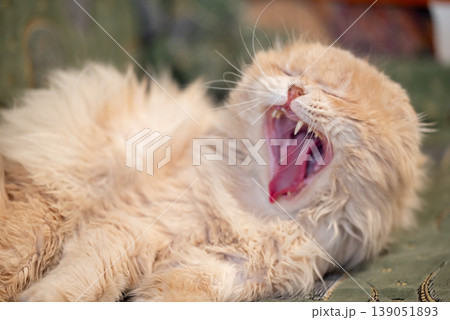 Purebread light red cat yawning lying on sofa, close up. Funny pet resting in the house, calm and careless life of home cats Purebread light red cat yawning lying on sofa, close up. Funny pet resting in the house, calm and careless life of home cats 139051893