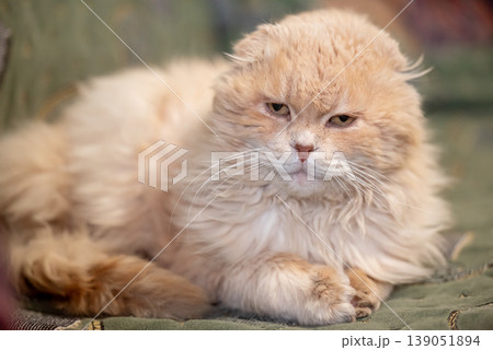Calm and thoughtful cat lying on the sofa, close up. Purebread fold cat having a rest, wise and serious facial expression of a pet 139051894