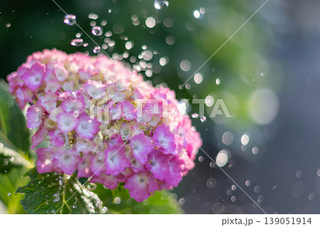 水飛沫が舞う初夏の光り輝く紫陽花 水飛沫が舞う初夏の光り輝く紫陽花 139051914