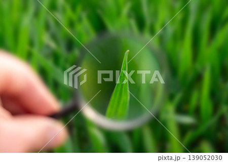 Close up of hand using a magnifying glass to inspect the state of plant. Taking care of farm plants, agriculturing, securing a good quality of growing harvest 139052030