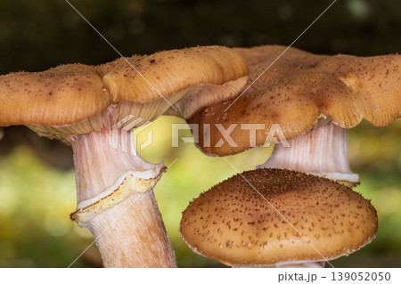 Wild forest mushrooms growing in natural habitat Wild forest mushrooms growing in natural habitat 139052050