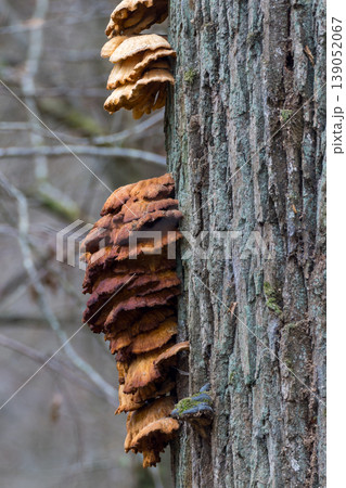 Shelf fungi growing on tree trunk in nature 139052067