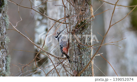 White backed woodpecker clinging to tree trunk in forest White backed woodpecker clinging to tree trunk in forest 139052074