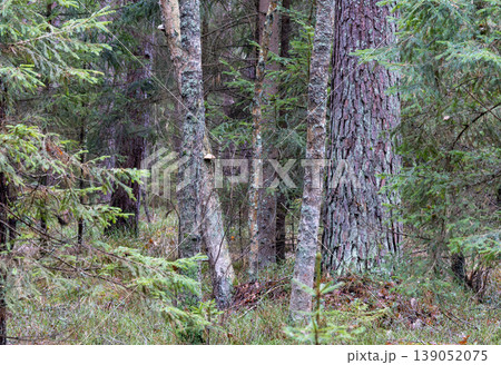 Dense forest trees growing in natural woodland habitat Dense forest trees growing in natural woodland habitat 139052075