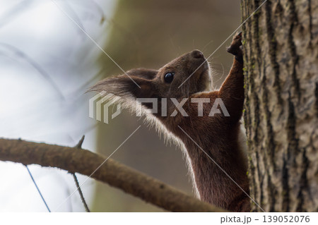 Red squirrel climbing tree trunk in forest looking up Red squirrel climbing tree trunk in forest looking up 139052076