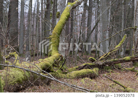 Fallen tree trunk covered in green moss in forest Fallen tree trunk covered in green moss in forest 139052078