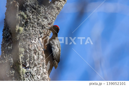 Black woodpecker excavating nest hole in tree trunk 139052101