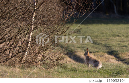 Brown hare standing in field looking alert near bushes Brown hare standing in field looking alert near bushes 139052104