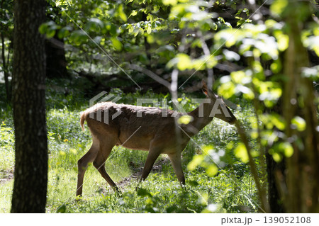 Red deer searching for food in Bialowieza Forest sunlight 139052108