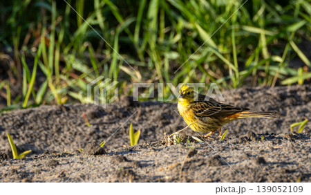 Yellowhammer bird standing on ground with green grass Yellowhammer bird standing on ground with green grass 139052109