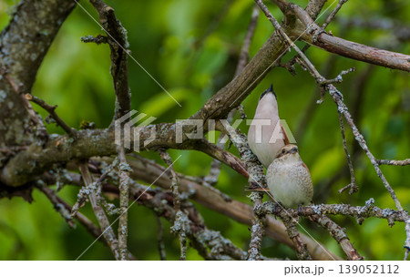 Red backed shrike adults perching on a tree branch Red backed shrike adults perching on a tree branch 139052112