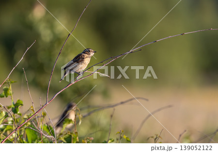 Stonechat bird perching on a delicate branch outdoors Stonechat bird perching on a delicate branch outdoors 139052122