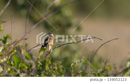 European stonechat juvenile bird perched on branch European stonechat juvenile bird perched on branch 139052123
