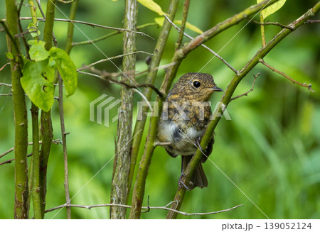 European robin fledgling perching on tree branch in forest European robin fledgling perching on tree branch in forest 139052124
