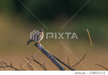 Skylark perching on branch in golden hour light Skylark perching on branch in golden hour light 139052131