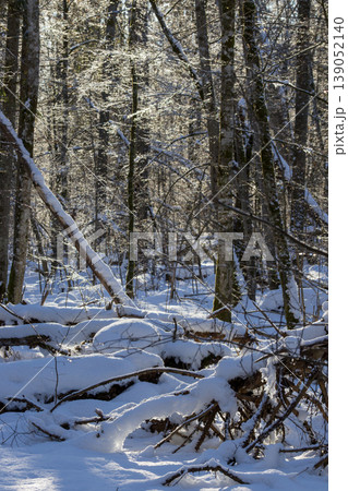 Icy winter forest covering snow covered trees and fallen branches Icy winter forest covering snow covered trees and fallen branches 139052140
