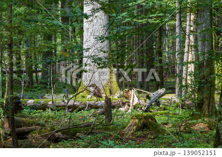 Ancient trees growing in primeval Bialowieza Forest nature sanctuary Ancient trees growing in primeval Bialowieza Forest nature sanctuary 139052151