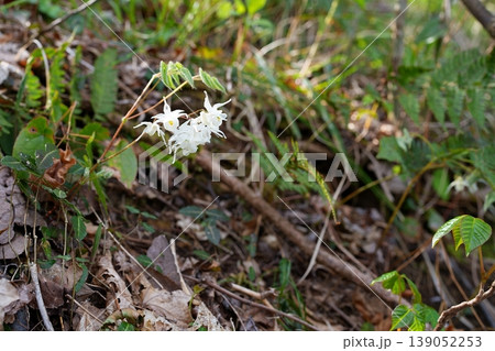イカリソウの花 イカリソウの花 139052253
