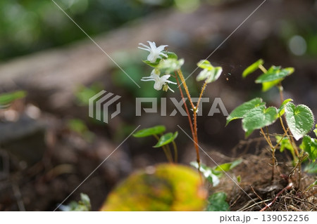 イカリソウの花 イカリソウの花 139052256