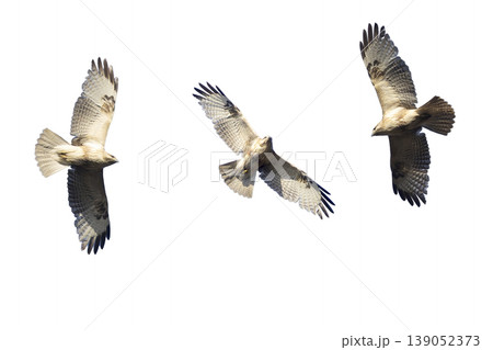 飛翔するノスリの切り抜き画像 139052373