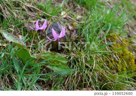 カタクリの花 カタクリの花 139052680