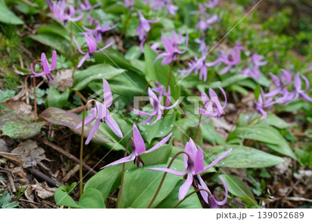 カタクリの花 カタクリの花 139052689