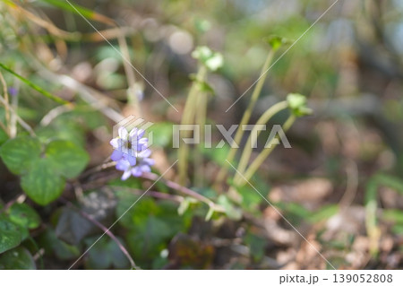 ミスミソウの花 ミスミソウの花 139052808