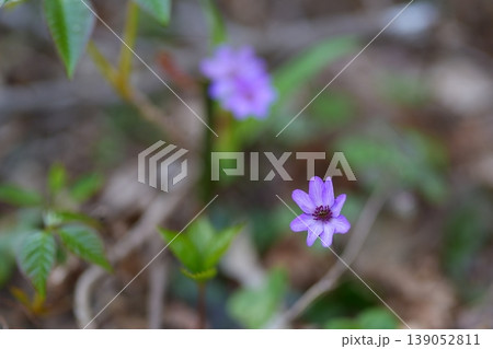 ミスミソウの花 ミスミソウの花 139052811